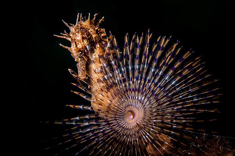 A seahorse on a spirograph. Photo taken in Mar Piccolo, Taranto (Apulia, Italy) for Wiki loves Earth 2022.