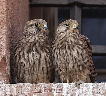 Young kestrels
