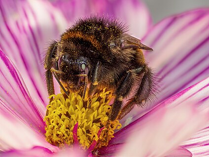 Earth bumblebee on a cosmea flower in a garden in Bamberg, Upper Franconia, Bavaria, Germany. Focus stack of 28 pictures.
